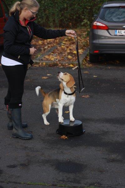 Lydighed i Beagleklubben
