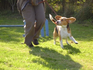 Hvad er BeagleFunDay?